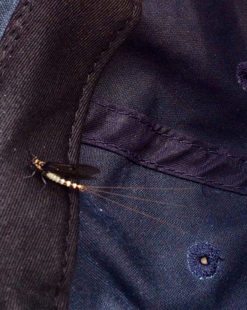 Mayflies are a dream come true for trout and fishermen alike!